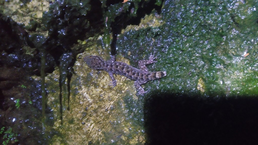 Marbled bow-fingered gecko (Cyrtodactylus marmoratus)