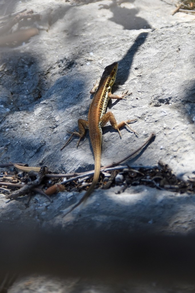 Ophisops elegans basoglui (Ophisops elegans basoglui)