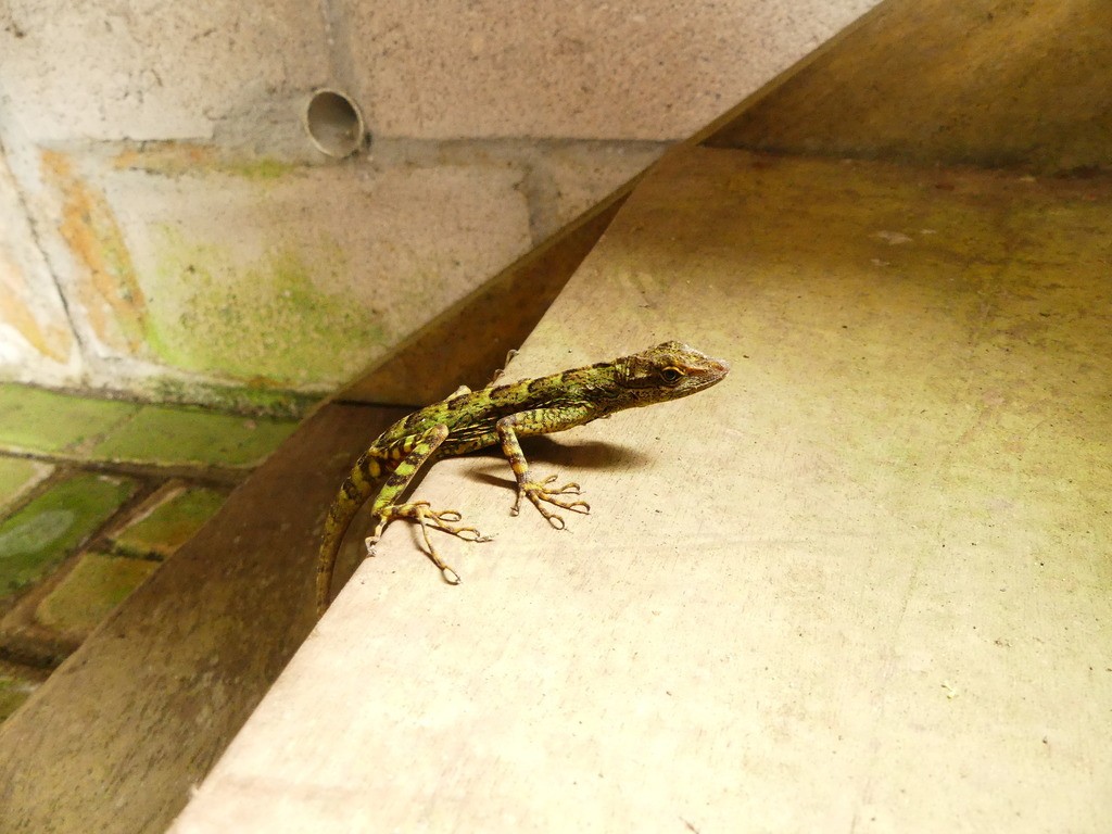 Equatorial anole (Anolis aequatorialis)