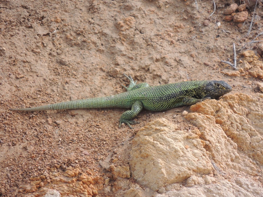 Zapallaren tree iguana (Liolaemus zapallarensis)
