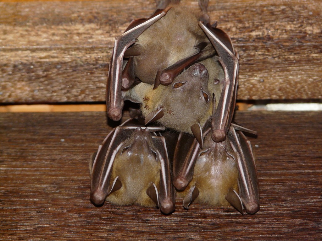 Pipistrelli dal muso corto (Cynopterus)