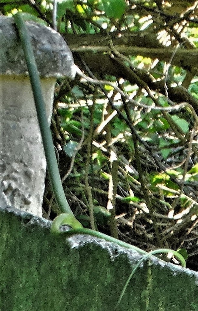 Philothamnus semivariegatus (Philothamnus semivariegatus)