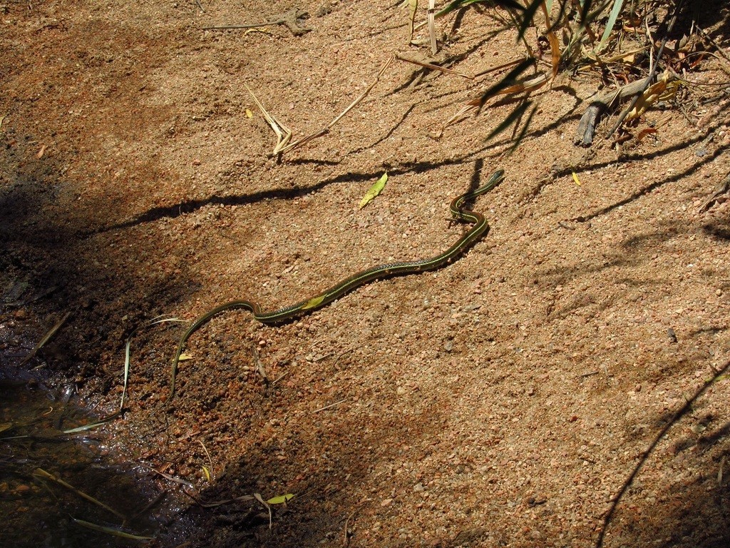 Redstripe ribbon snake (Thamnophis proximus rubrilineatus)