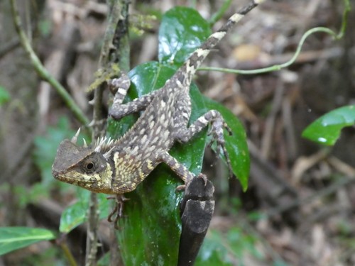 Dymond's japalure (Acanthosaura)