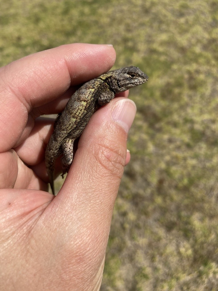 Lagartija espinosa del anáhuac (Sceloporus anahuacus)