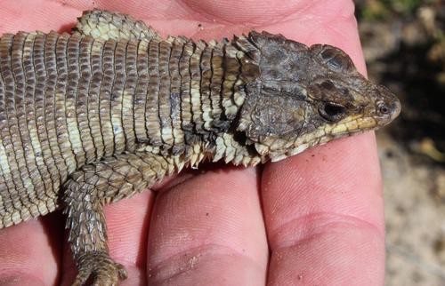 Karoo girdled lizard (Karusasaurus polyzonus)