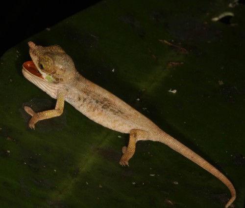 Nose-horned chameleon (Calumma nasutum)