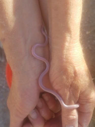 Western blind snake (Rena humilis)