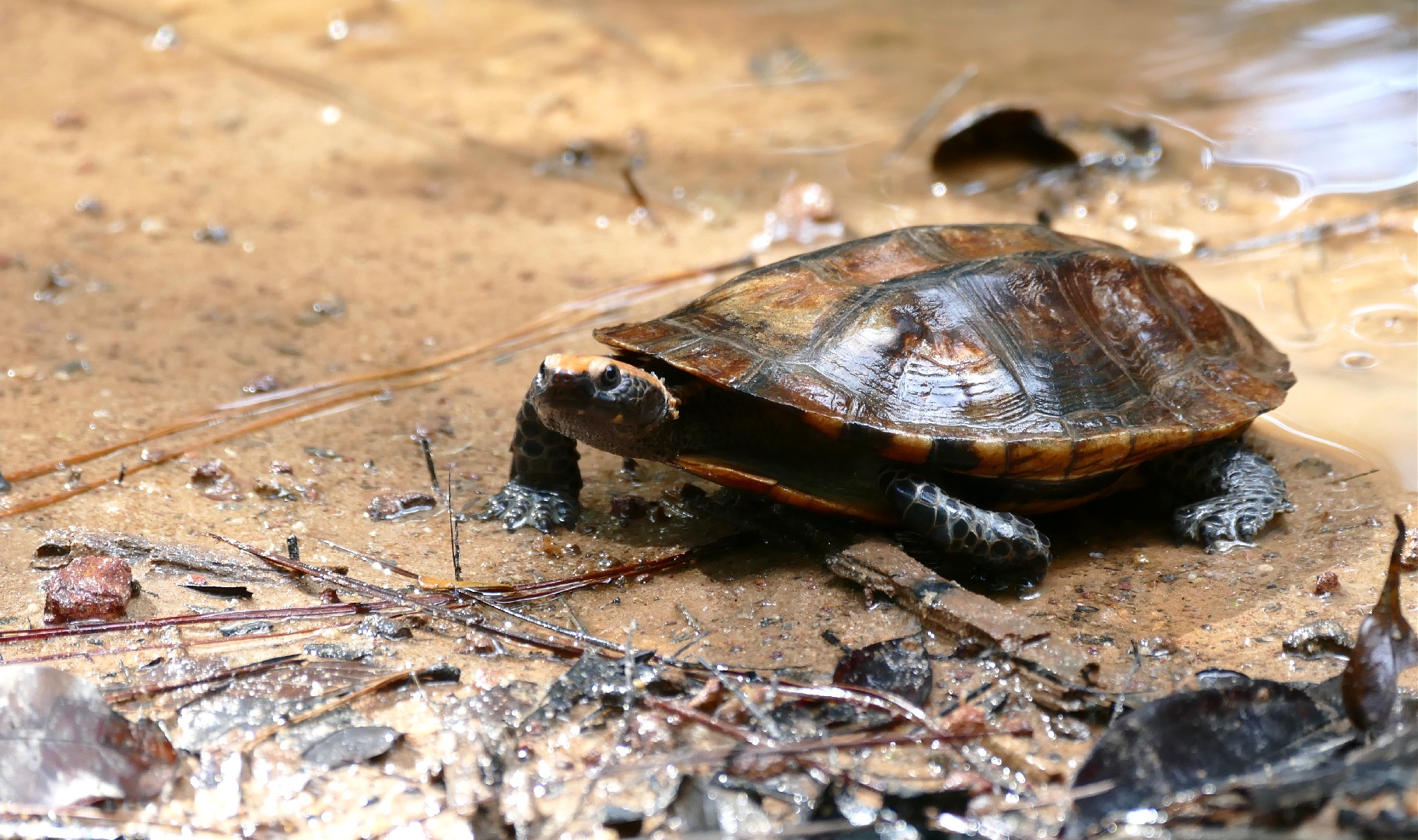 Twisted-necked turtles (Platemys)