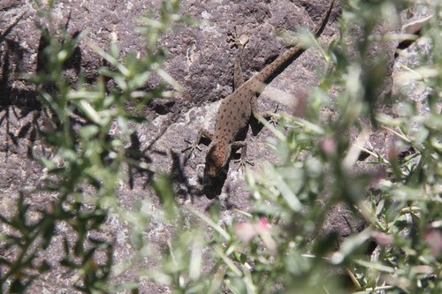 Atlas geckos (Quedenfeldtia)