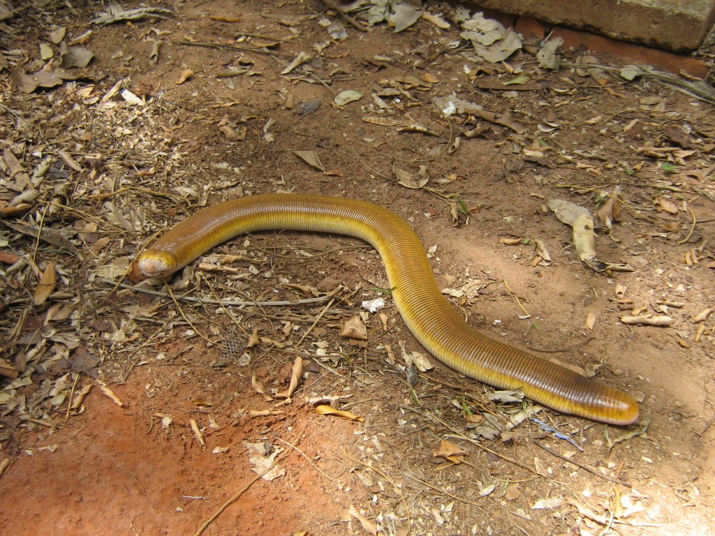Red worm lizard (Amphisbaena alba)