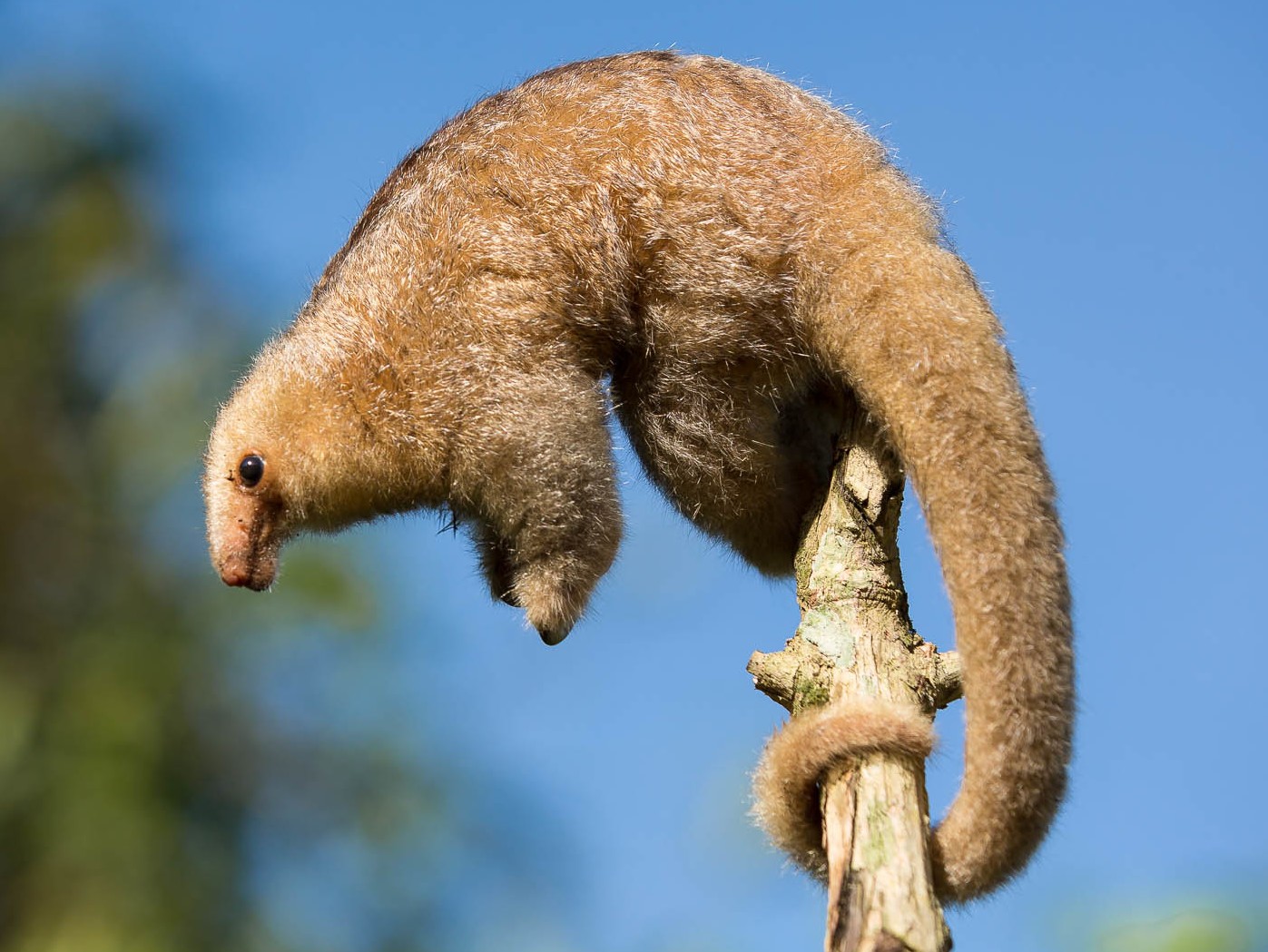 Pygmy anteaters (Cyclopes)