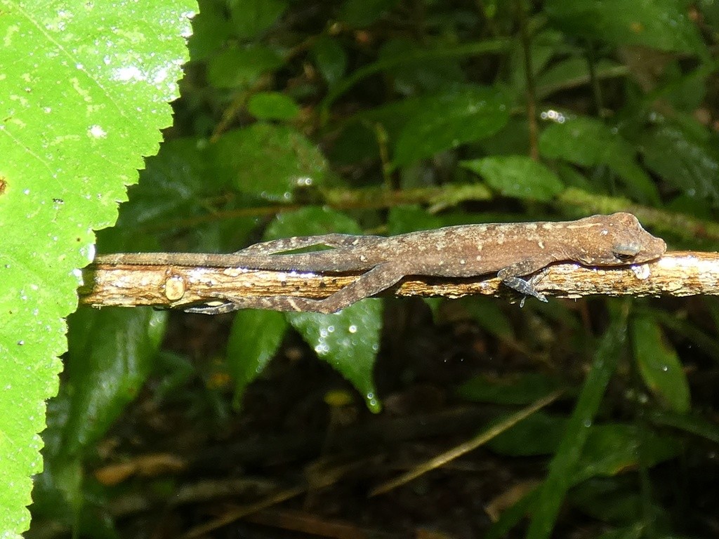Immense penis (Anolis apletophallus)