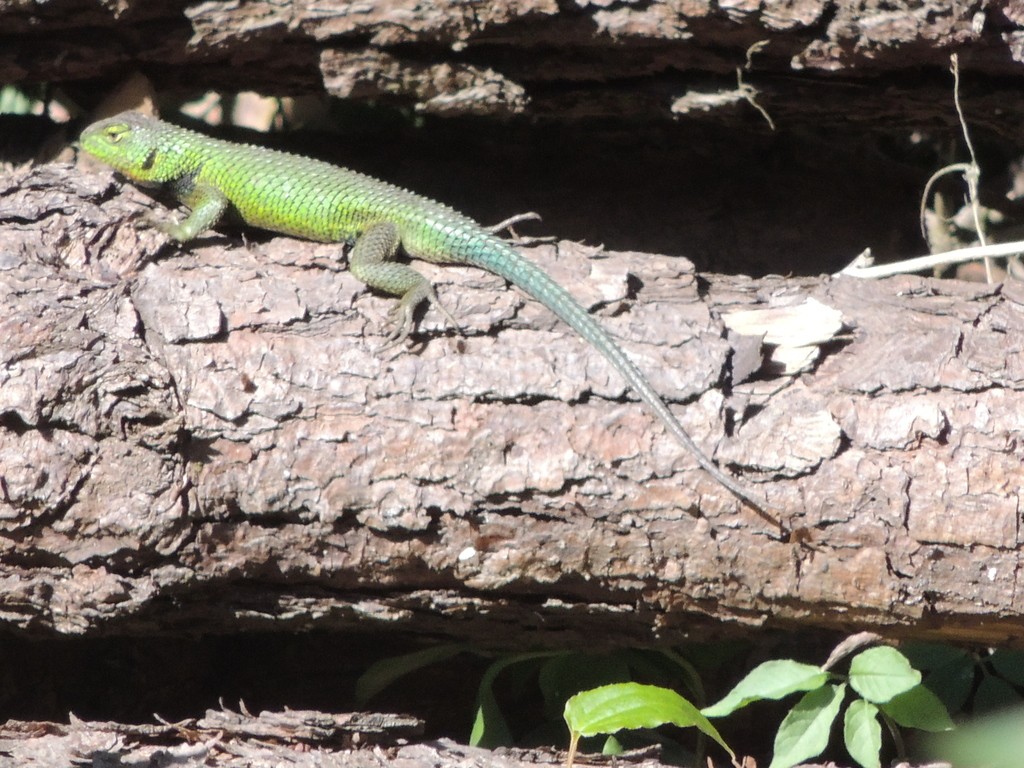 Chintete verde (Sceloporus formosus)