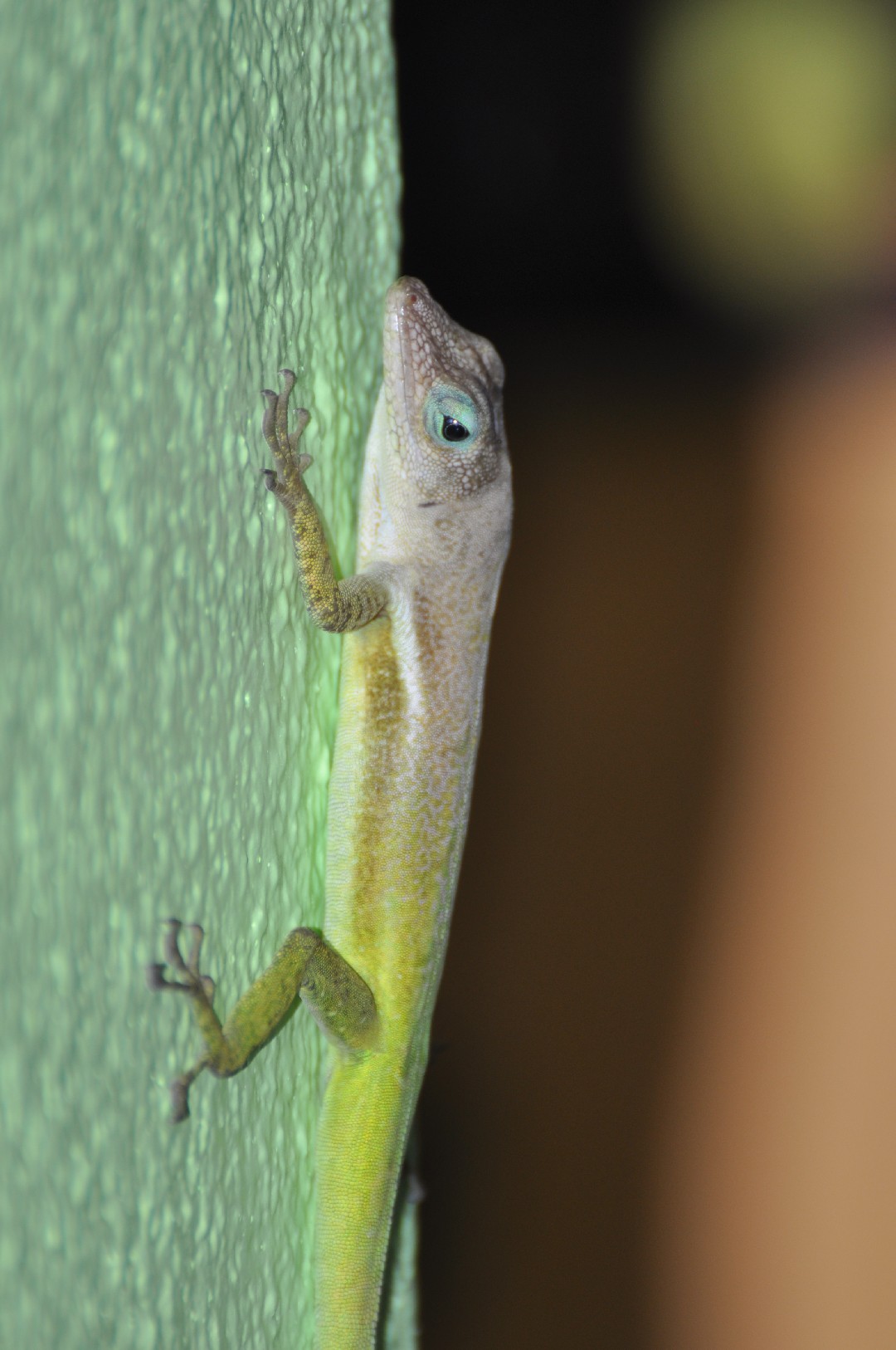 St. Lucia anole (Anolis luciae)