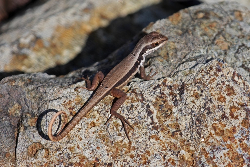 Curly-tailed lizards (Leiocephalus)