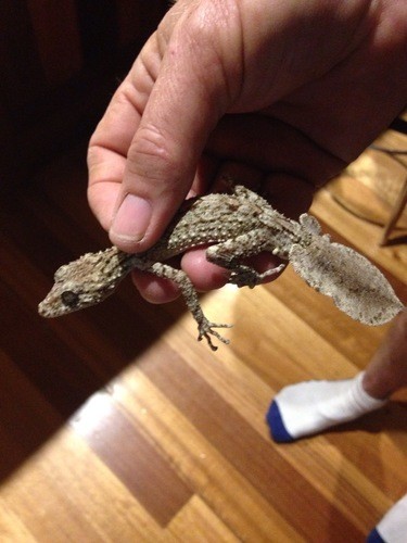 Forest leaf-tailed geckos (Saltuarius)