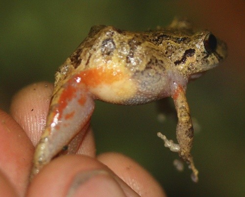 Pristimantis bogotensis (Pristimantis bogotensis)