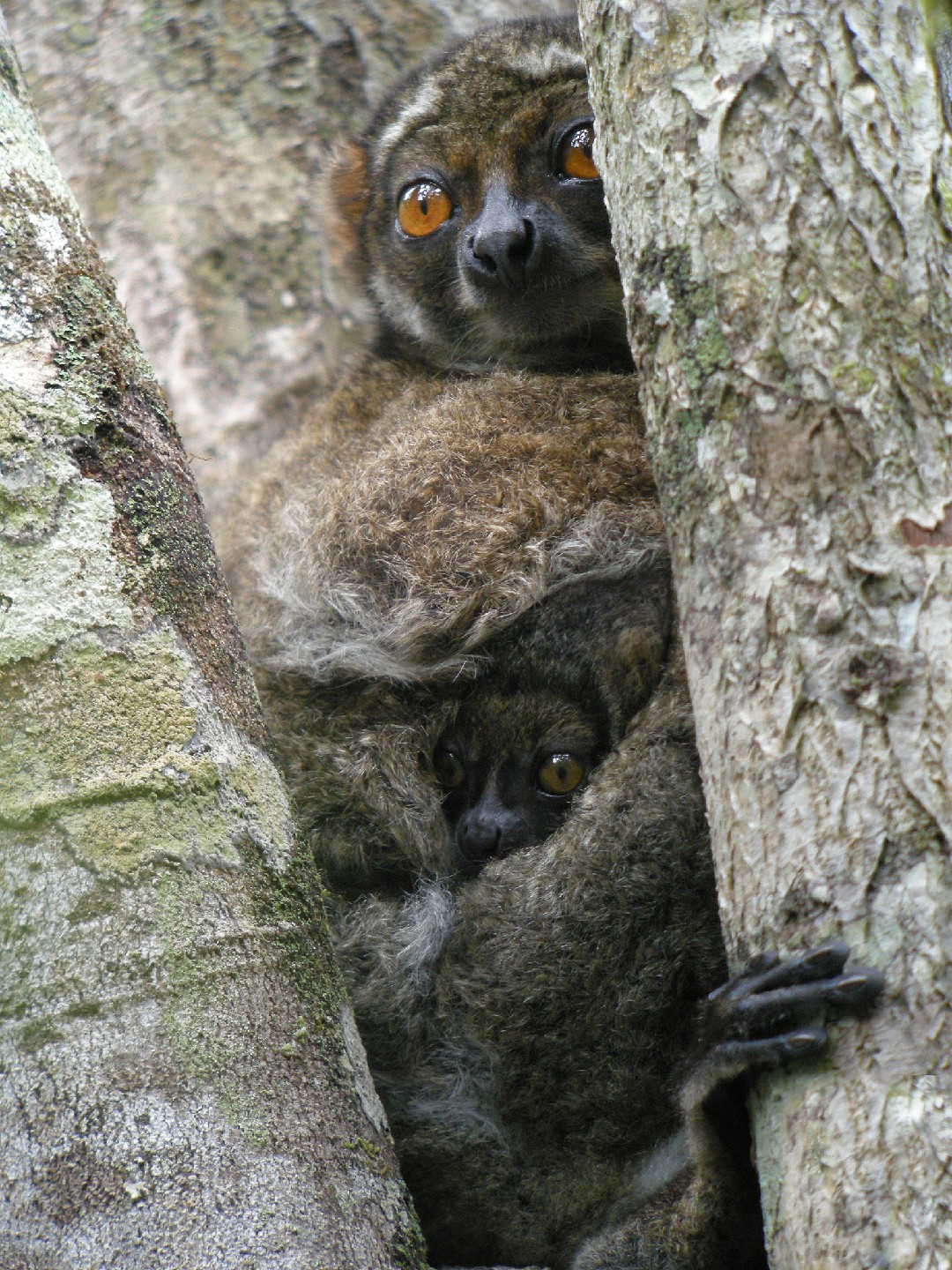 Woolly lemurs (Avahi)