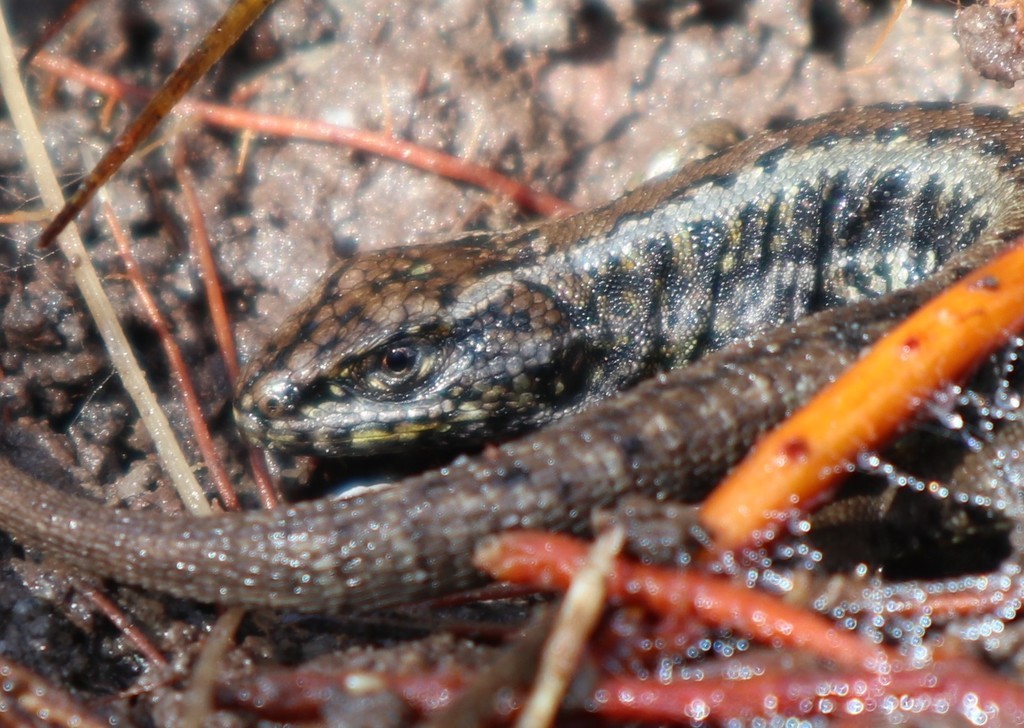 Liolaemus pictus chiloeensis (Liolaemus pictus chiloeensis)