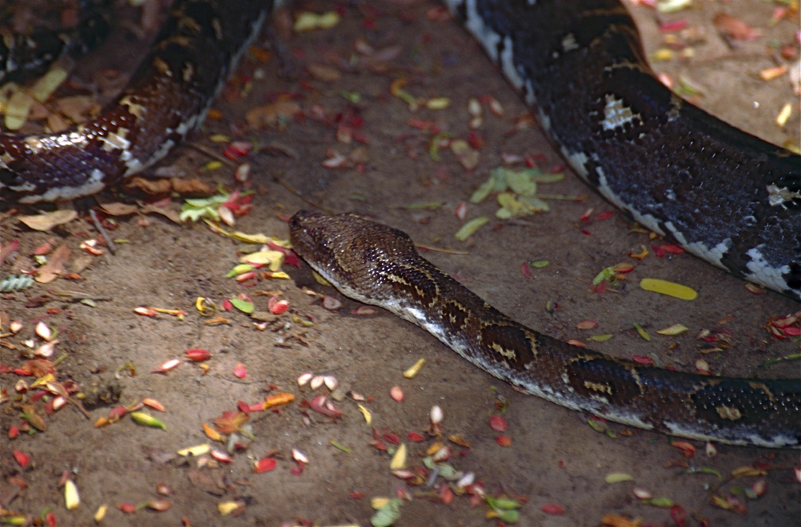 Madagaskar-hundskopfboa (Sanzinia)