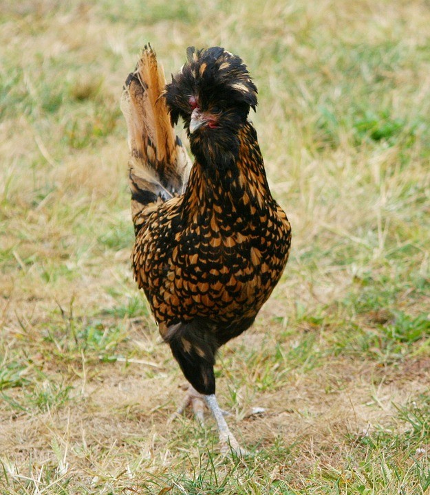 Gallus gallus domesticus 'Houdan' (Gallus gallus domesticus 'Houdan')