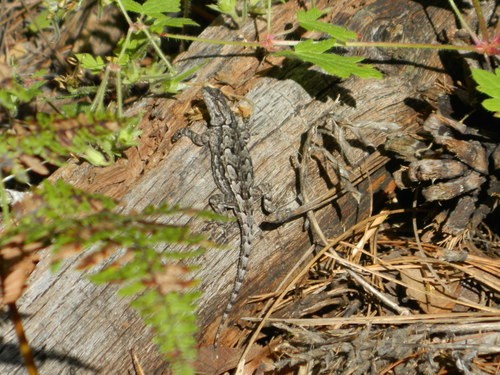 Sceloporus (Sceloporus)