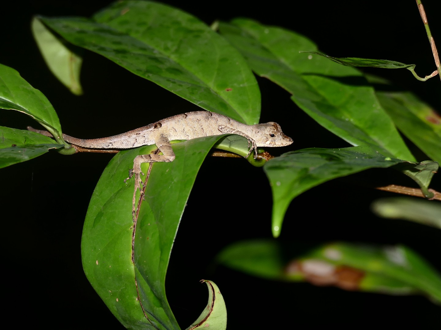 Goldenscale anole (Anolis chrysolepis)