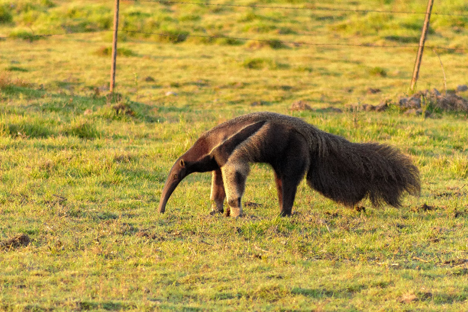 Giant anteaters (Myrmecophaga)