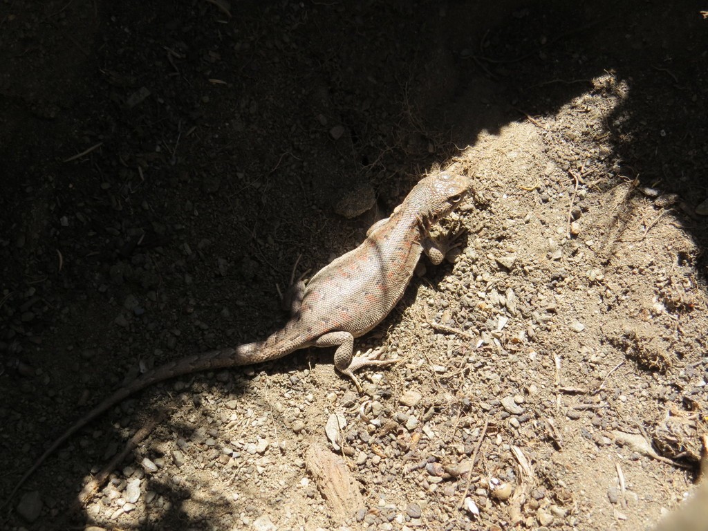 Ruibal's tree iguana (Liolaemus ruibali)