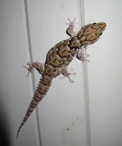 Turner's thick-toed gecko (Chondrodactylus turneri)