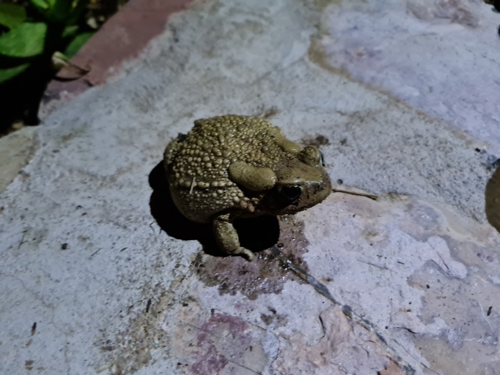 Southern toads (Vandijkophrynus)