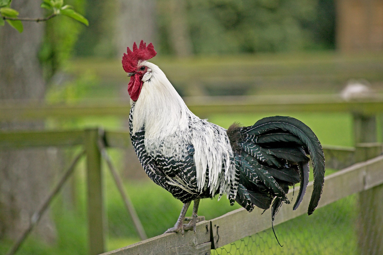 Braekel Chicken (Gallus gallus domesticus 'Braekel')