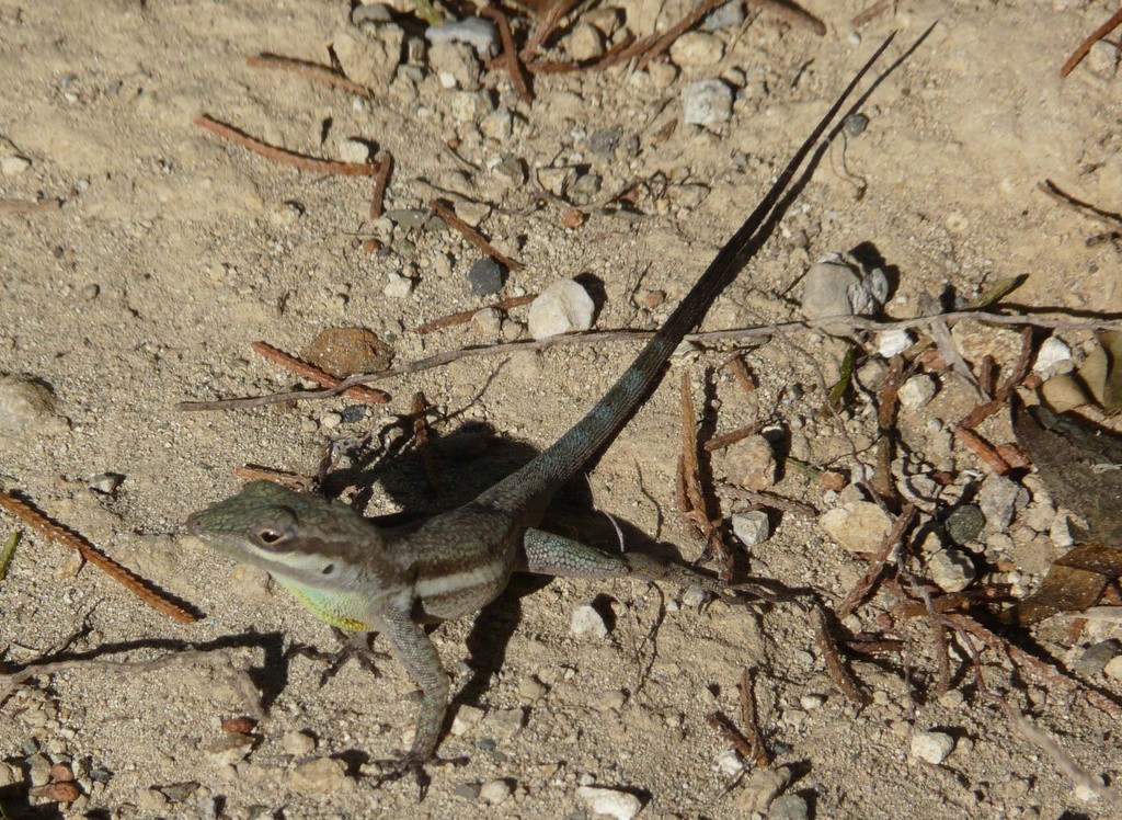 Bluefields anole (Anolis opalinus)