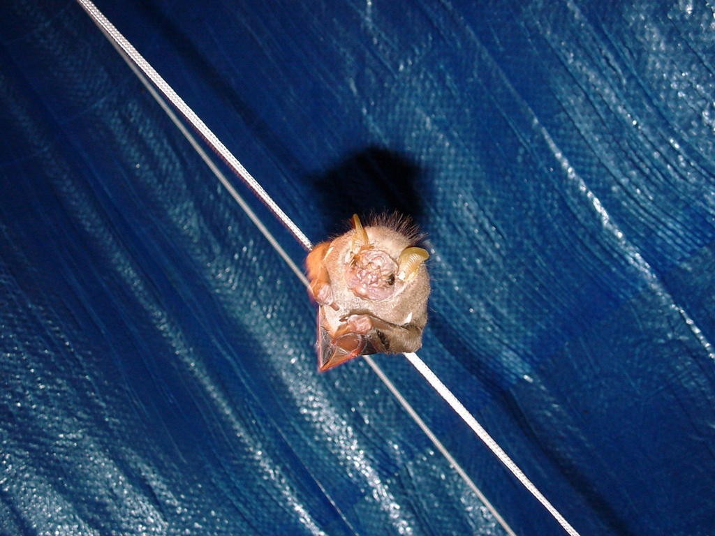 Murciélago cara arrugada (Centurio)