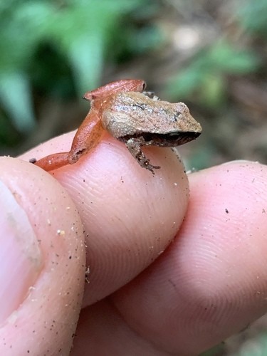 Cerro utyum robber frog (Craugastor podiciferus)