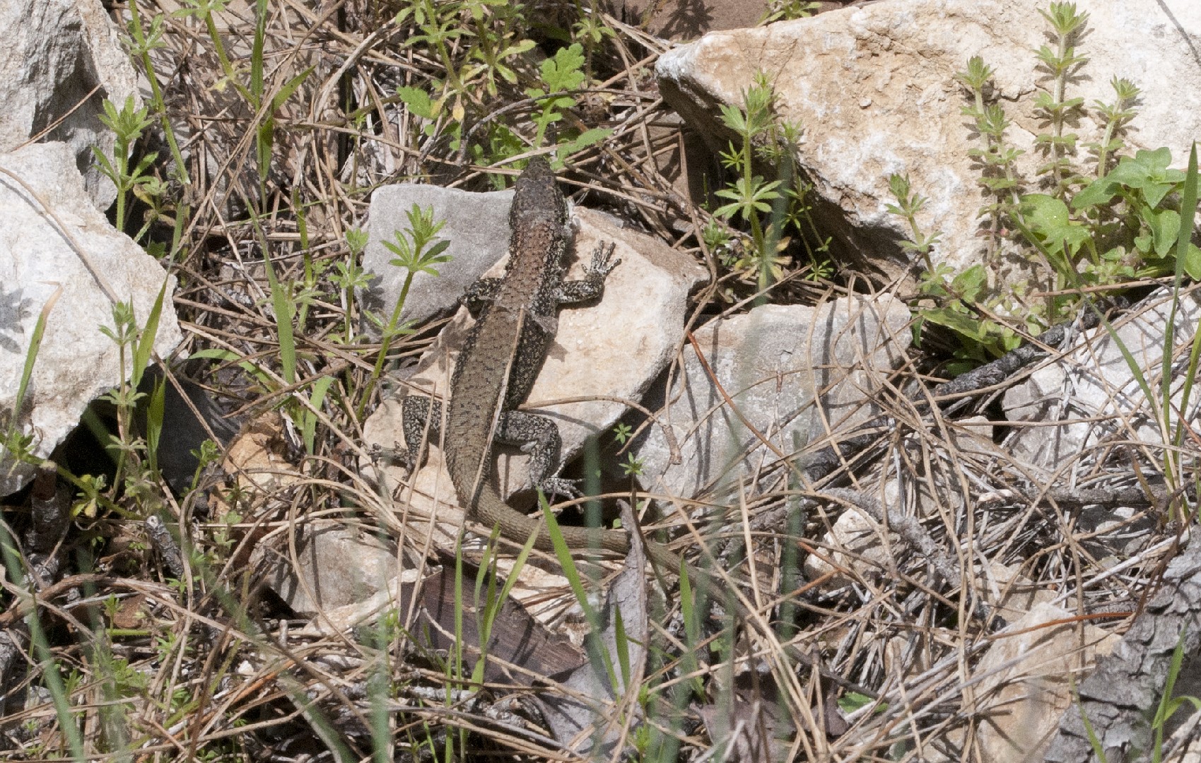 Anatololacerta (Anatololacerta)