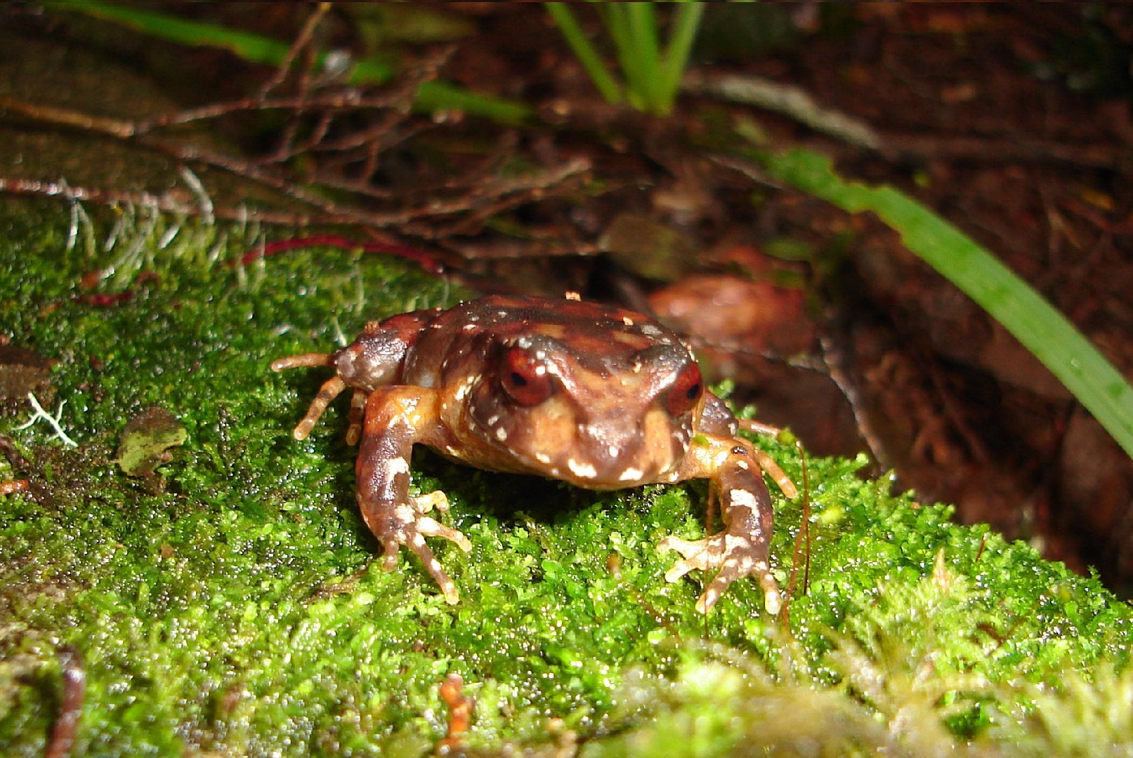 Ground frogs (Eupsophus)