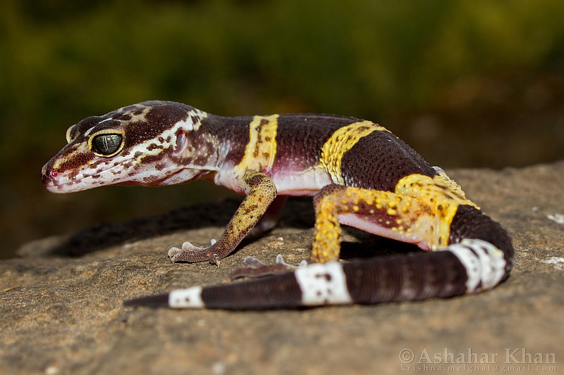 Leopard geckos (Eublepharis)