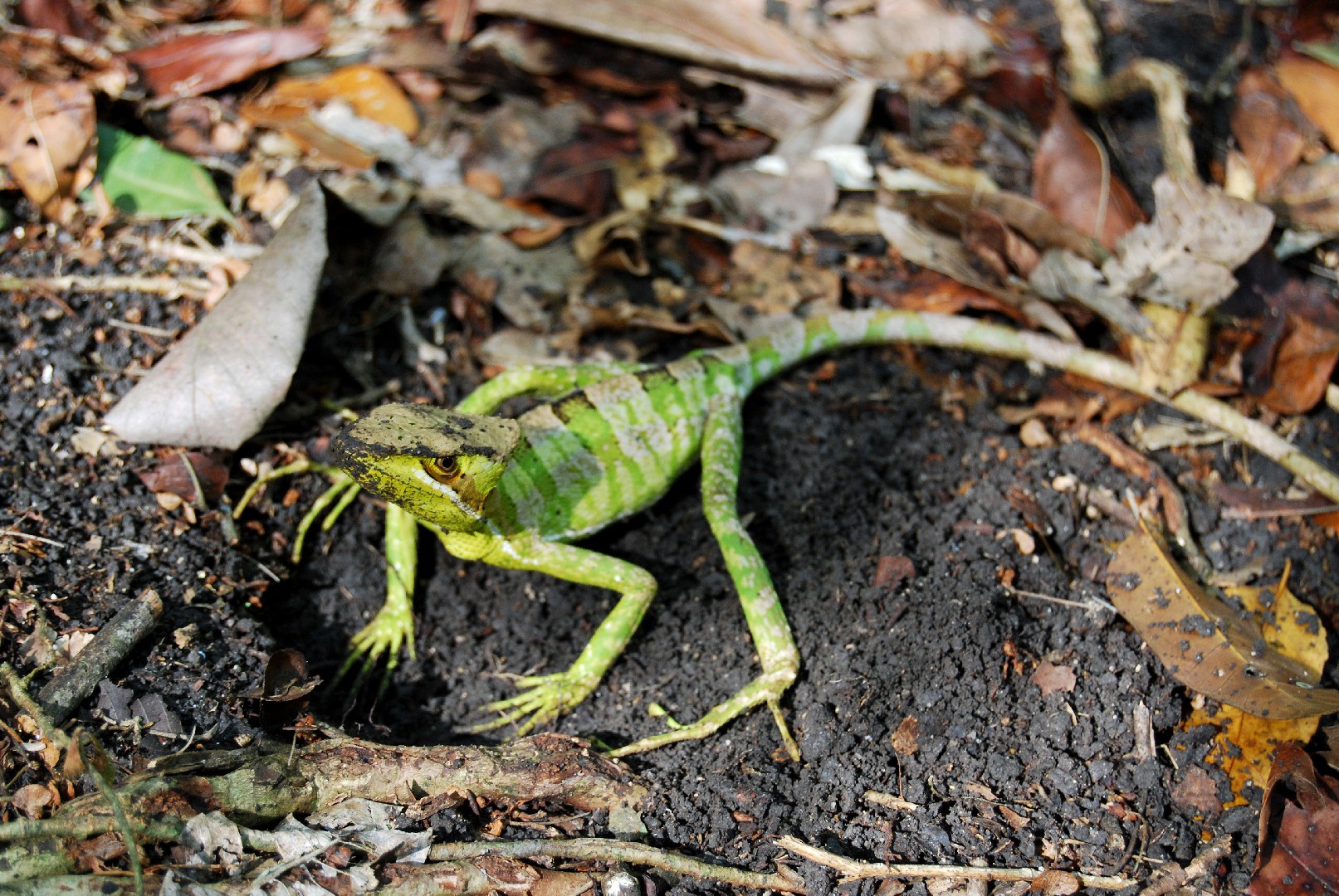 Eastern casquehead iguana (Laemanctus longipes)