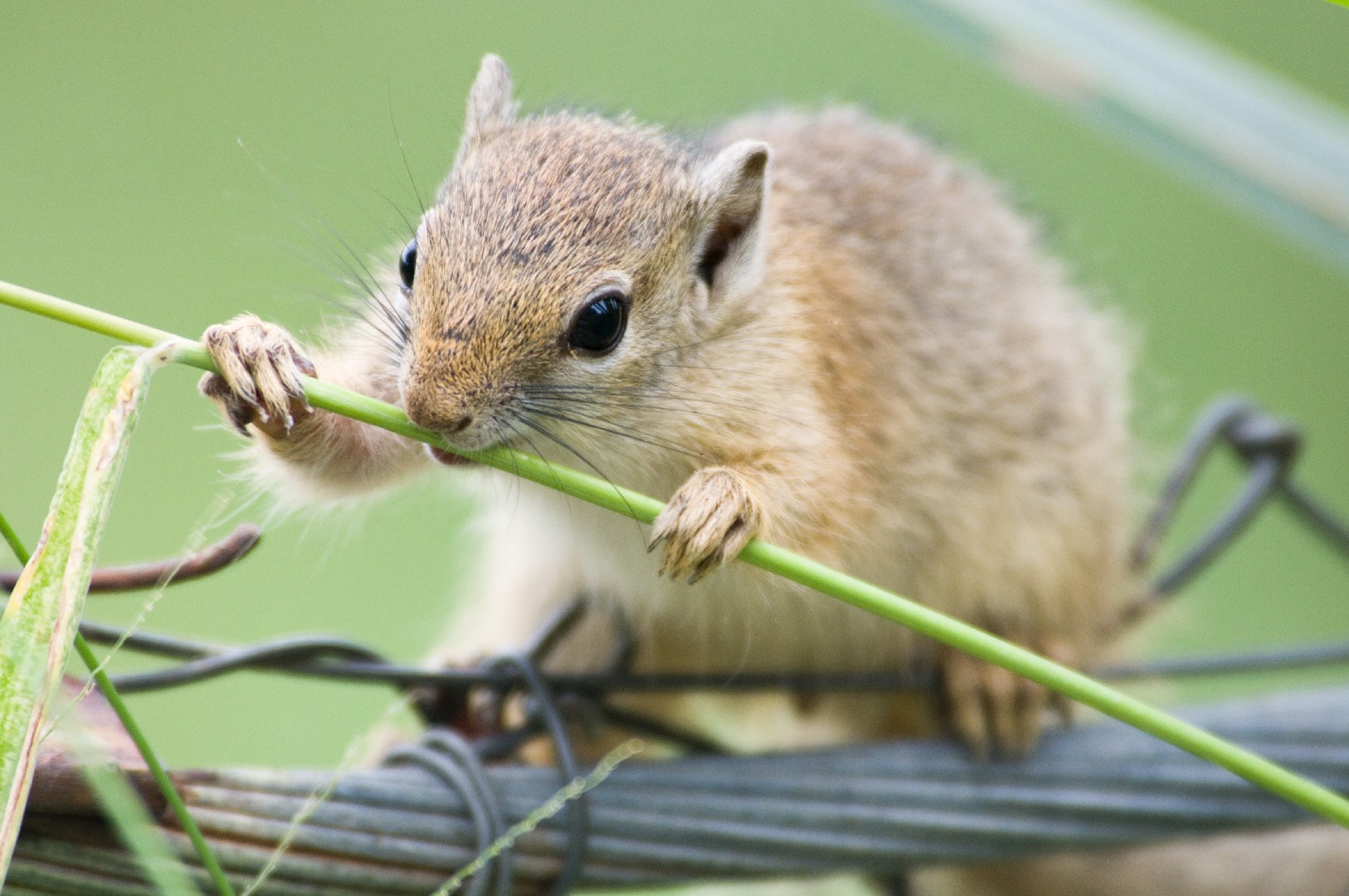 Écureuil de brousses (Paraxerus)