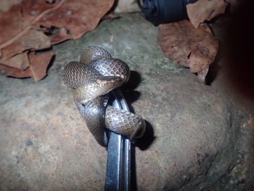 Dwarf crowned snakes (Cacophis)