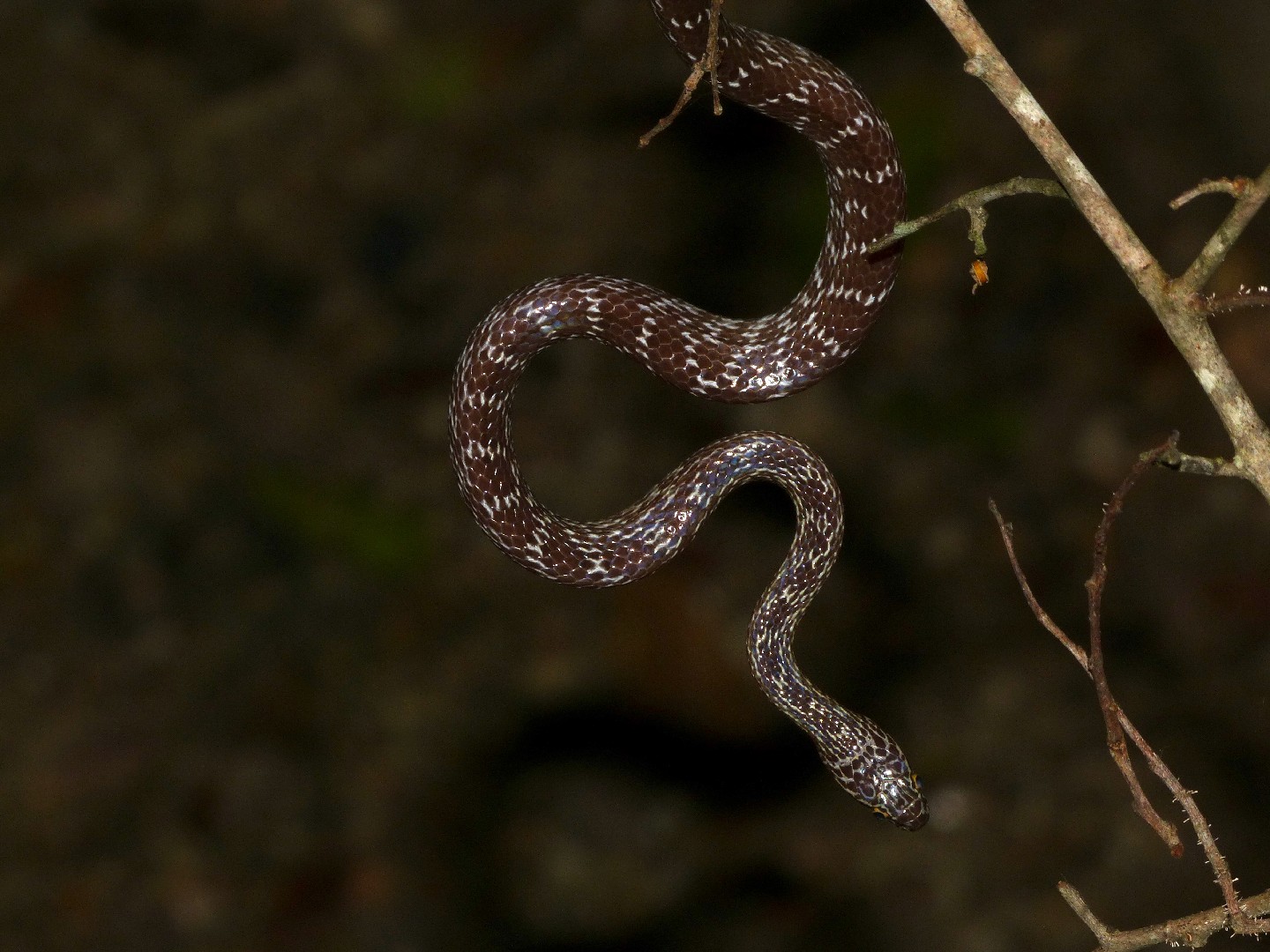 Marbled tree snake (Dipsadoboa aulica)