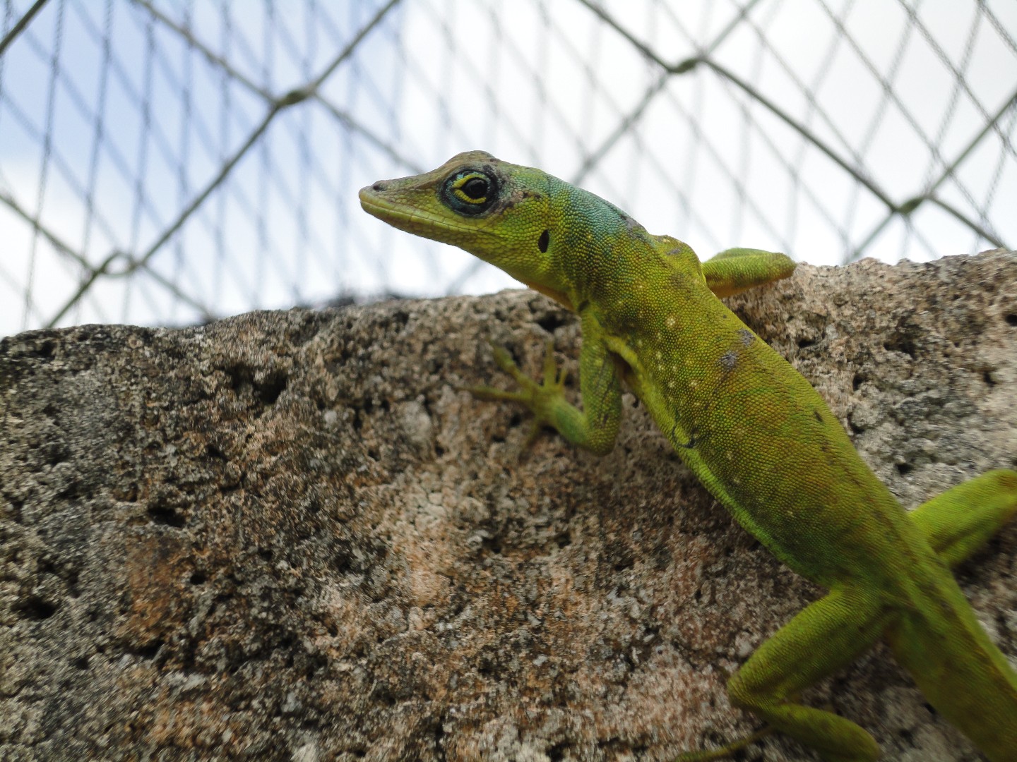 Anolis extremus (Anolis extremus)