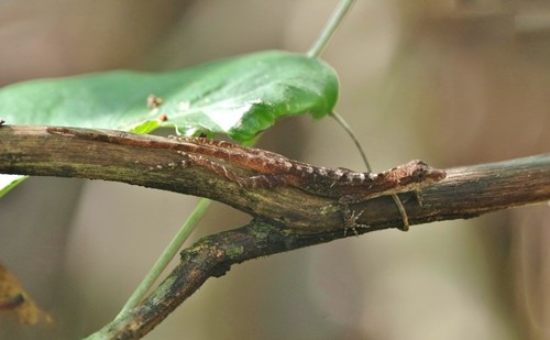 Anolis liso del sureste (Anolis rodriguezii)
