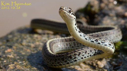 Slender racer (Orientocoluber spinalis)