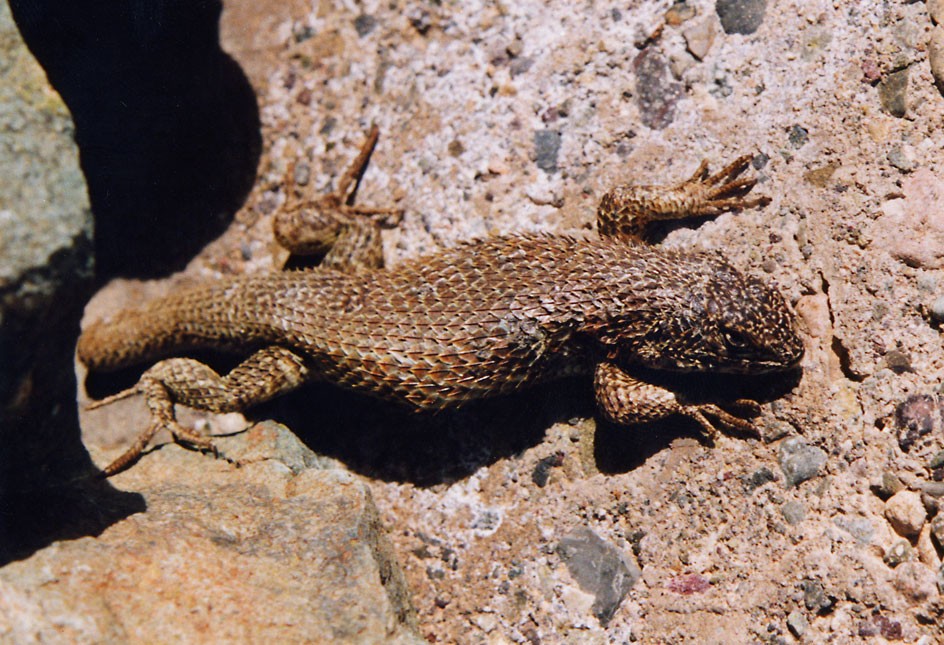 Liolaemus nitidus (Liolaemus nitidus)