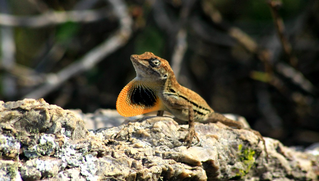 Striped anole (Anolis lineatus)