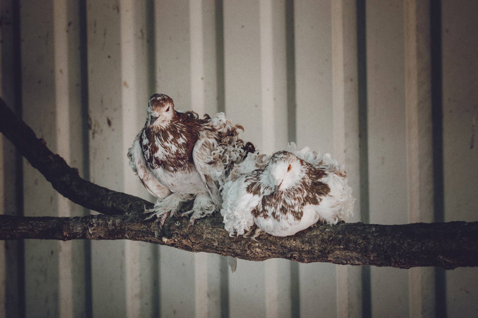 Frillback pigeon (Columba livia domesticus 'Frillback')