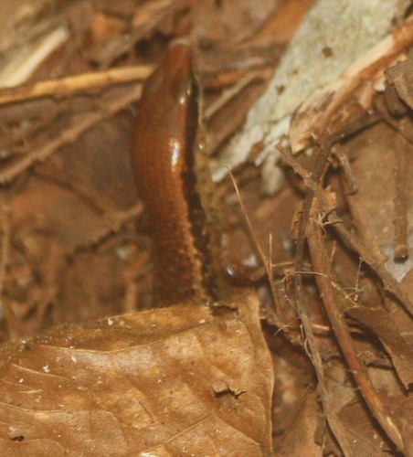 Esquinco bronceado (Marisora unimarginata)